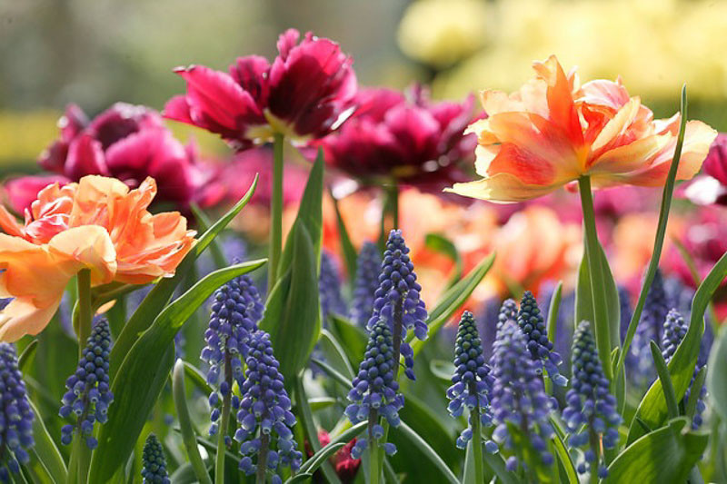 Muscari armeniacum,Tulipa 'David Teniers',Tulipa 'Willem van Oranje',Tulipa Willem van Oranje